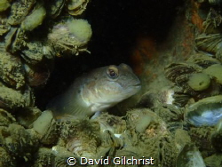 A Goby rests in the boiler tube of the wreck of the Ralei... by David Gilchrist 